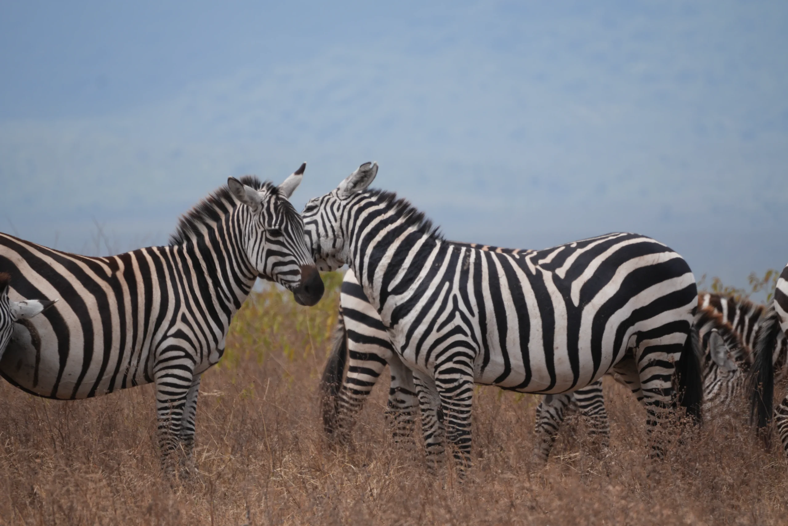 3-Day Journey Into Wild Tanzania – A Soulful Bush Escape