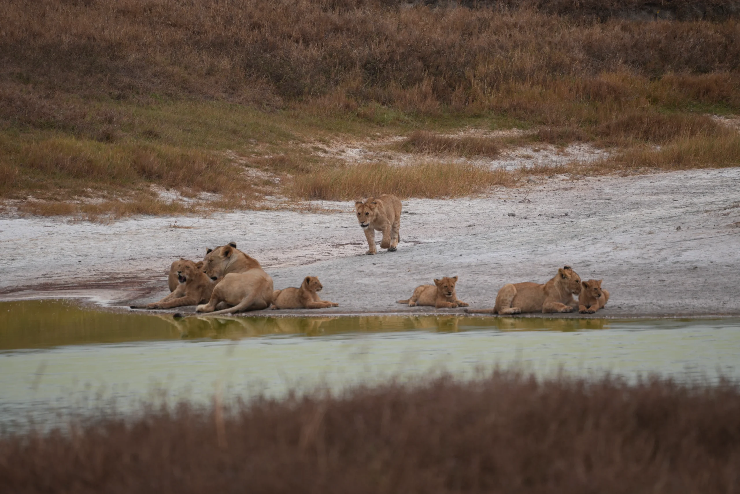 8-Day Northern Tanzania Expedition