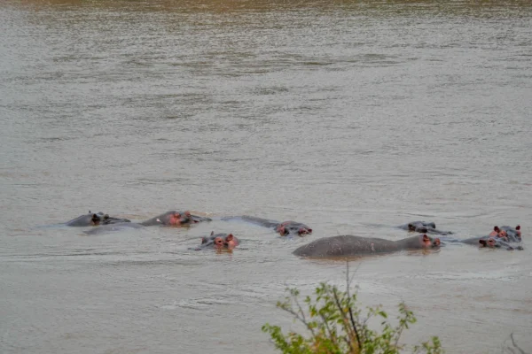 3-Day African Safari Journey in Nyerere National Park – Elephants, Hippos, and Endless Adventure