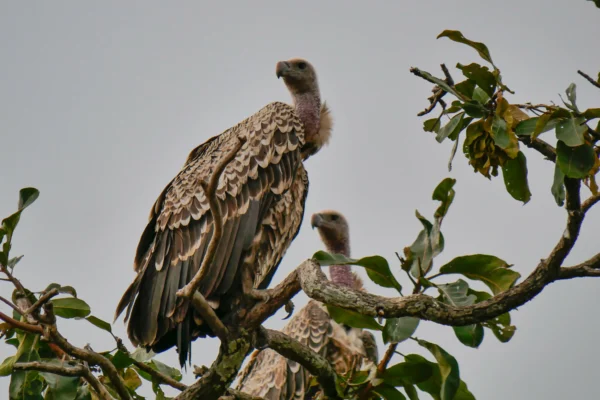 Epic Adventure Safari: 8 Days of Serengeti, Ngorongoro, and Zanzibar