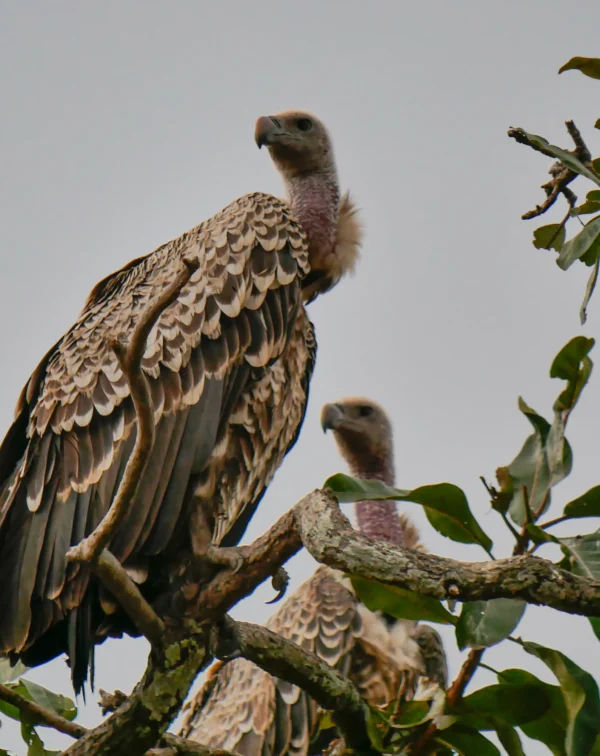 Epic Adventure Safari: 8 Days of Serengeti, Ngorongoro, and Zanzibar