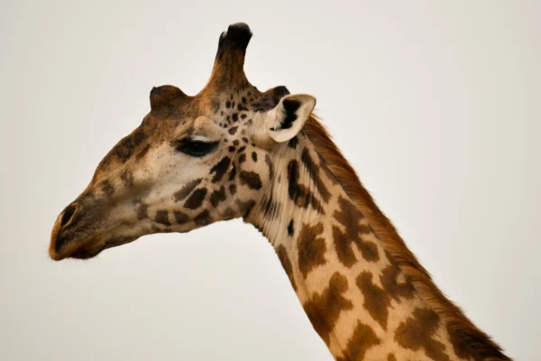 4-Day Southern Tanzania Safari, Wildlife & River Encounters