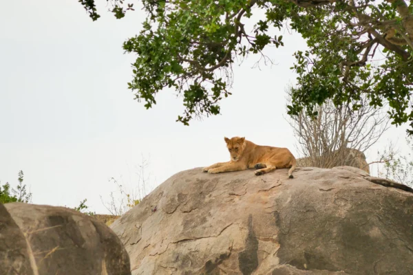 Epic Wildlife Safari: 3 Days in Southern Serengeti and Ngorongoro Crater