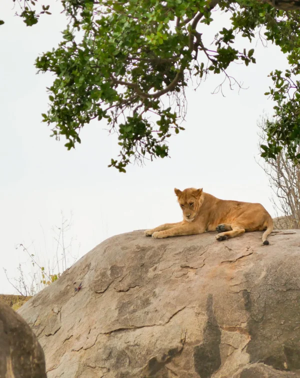 Epic Wildlife Safari: 3 Days in Southern Serengeti and Ngorongoro Crater