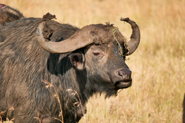 7-Day Ultimate Wildlife Safari, Explore Tanzania’s Untamed Beauty