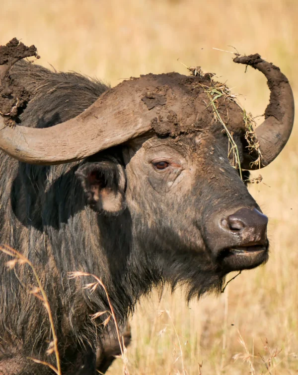 7-Day Ultimate Wildlife Safari, Explore Tanzania’s Untamed Beauty