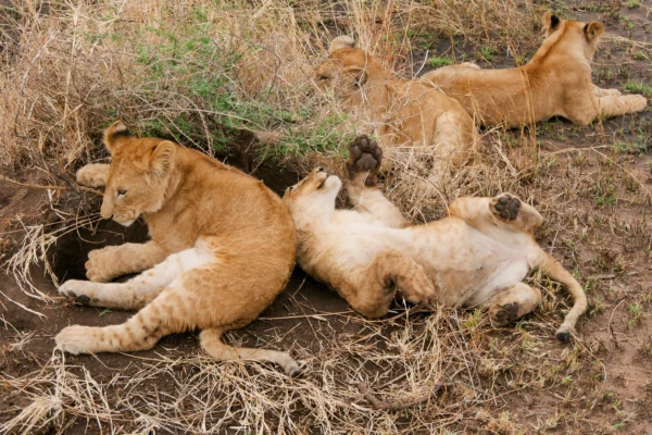 4-Day Big Game Safari – Witness the Wildlife of Northern Tanzania