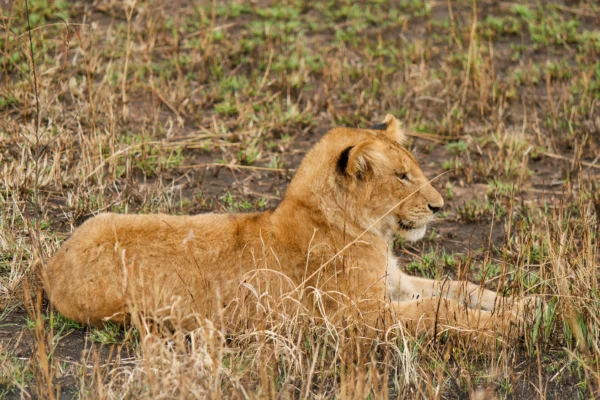 Tanzania Safari and Zanzibar Beach Adventure: 11 Days of Wildlife, Culture & Coastline