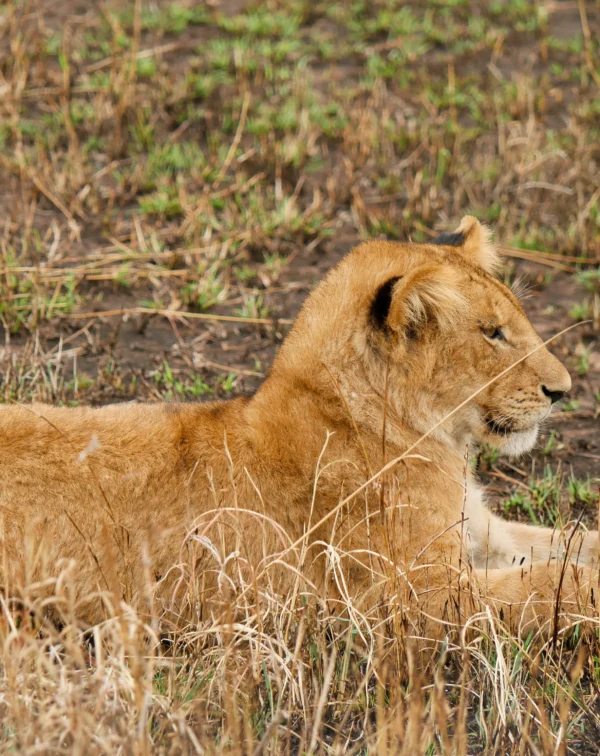 Tanzania Safari and Zanzibar Beach Adventure: 11 Days of Wildlife, Culture & Coastline