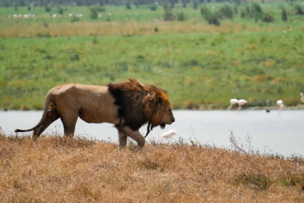 4-Day Wildlife Safari Journey, Discover Tanzania’s Elephants, Lions and Scenic Wonders