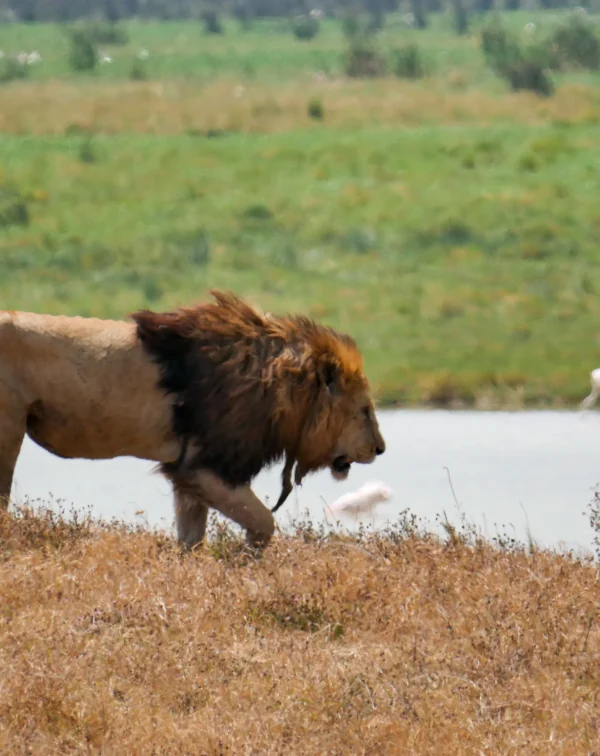 4-Day Wildlife Safari Journey, Discover Tanzania’s Elephants, Lions and Scenic Wonders