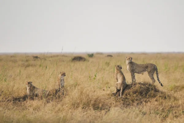 6-Day African Safari Escape, From Rufiji River to Mikumi Plains