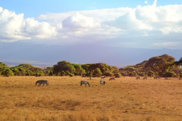 4-Day Northern Tanzania Safari – Tarangire, Serengeti & Ngorongoro Crater