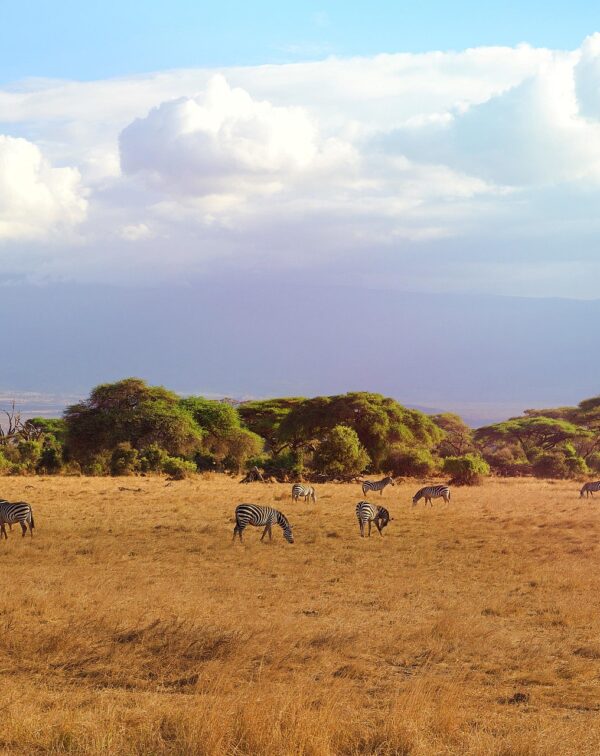 4-Day Northern Tanzania Safari – Tarangire, Serengeti & Ngorongoro Crater