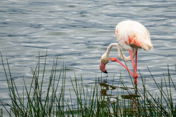 5-Day Serengeti & Ngorongoro Safari Tour – Discover Tanzania’s Best Parks